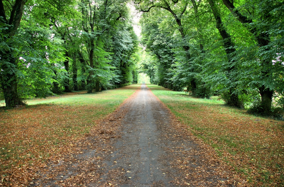 Rambouillet forest